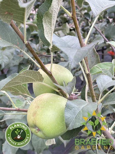 Dexter Jackson Apple- Tree for sale, Grown in Grande Prairie -Braeheid Gardens Ltd. on Emerson Trail