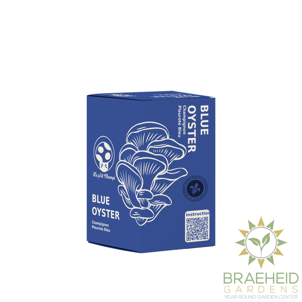 Blue Oyster Mushroom Kit