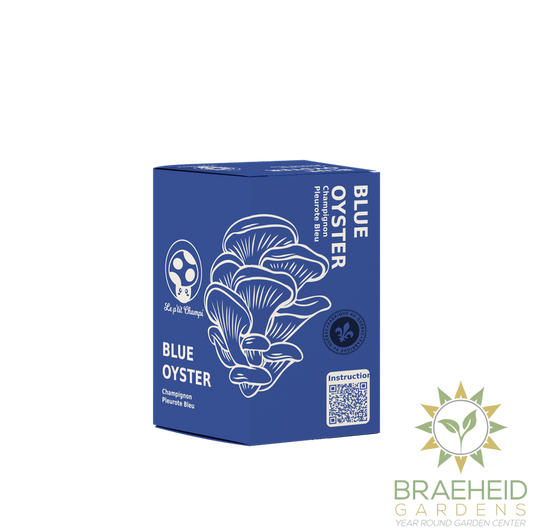 Blue Oyster Mushroom Kit