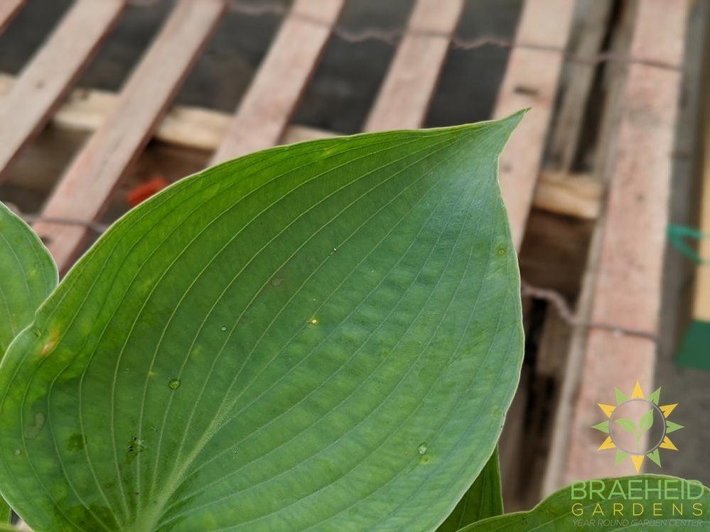 Abiqua Drinking Gourd Hosta - NO SHIP