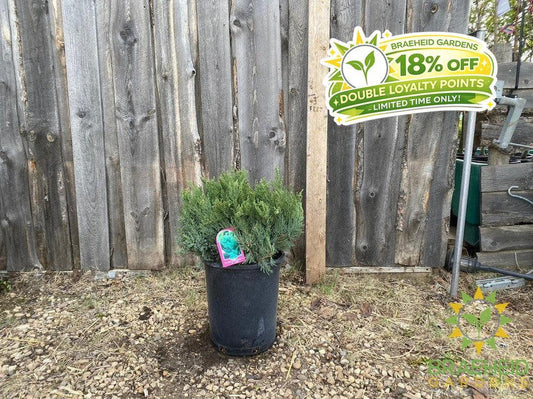 New Blue Tamarix Juniper