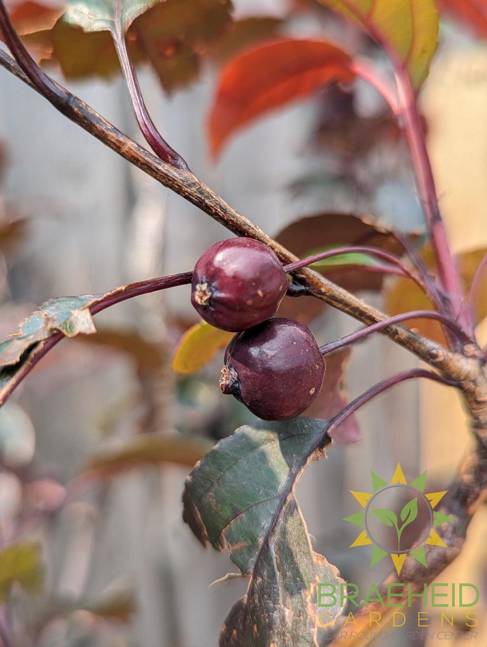 Royalty Flowering Crabapple- Tree for sale, Grown in Grande Prairie -Braeheid Gardens Ltd. on Emerson Trail