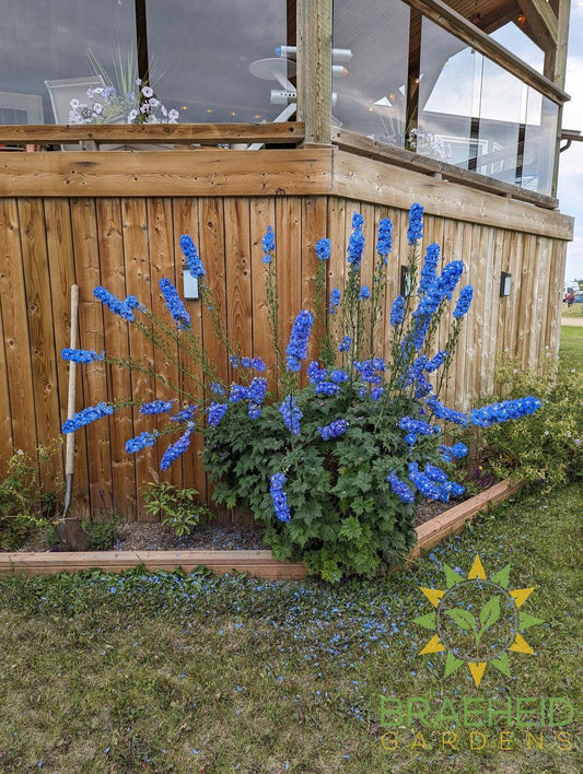 Delphinium 'Dasante Blue' -NO SHIP-