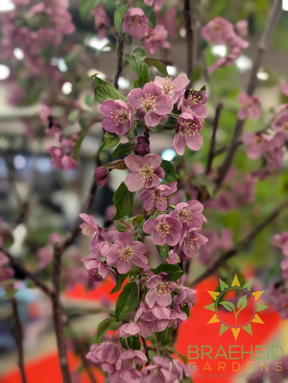 Gladiator® Rosybloom Crabapple