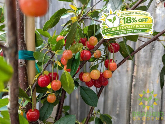 Crimson Passion Cherry Tree- Tree for sale, Grown in Grande Prairie -Braeheid Gardens Ltd. on Emerson Trail