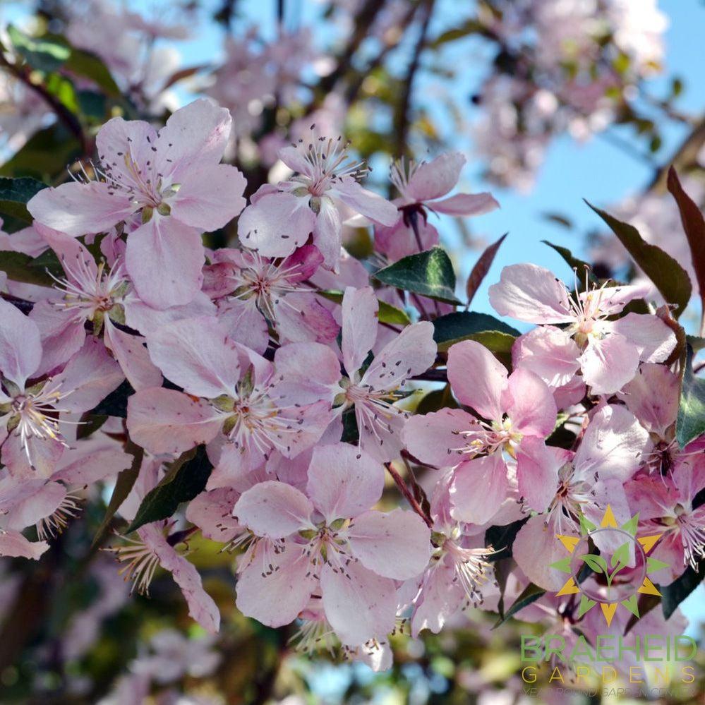 Selkirk Flowering Crabapple- Tree for sale, Grown in Grande Prairie -Braeheid Gardens Ltd. on Emerson Trail