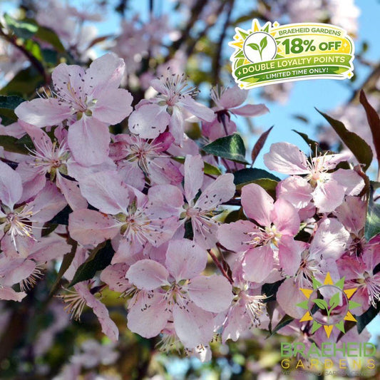 Selkirk Flowering Crabapple- Tree for sale, Grown in Grande Prairie -Braeheid Gardens Ltd. on Emerson Trail