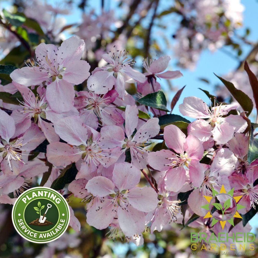 Selkirk Flowering Crabapple- Tree for sale, Grown in Grande Prairie -Braeheid Gardens Ltd. on Emerson Trail