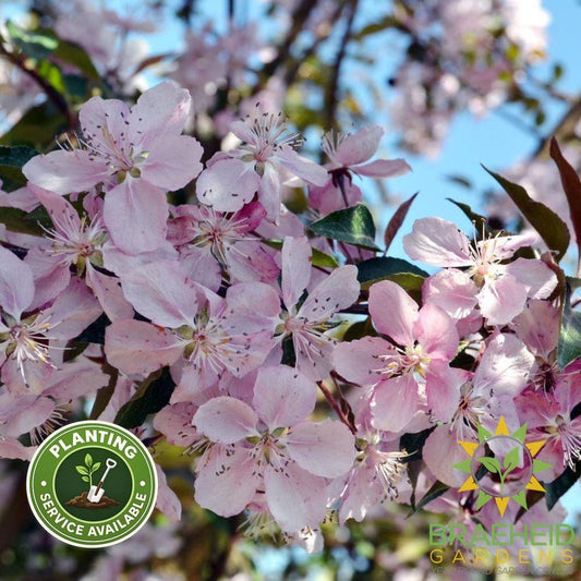 Selkirk Flowering Crabapple- Tree for sale, Grown in Grande Prairie -Braeheid Gardens Ltd. on Emerson Trail
