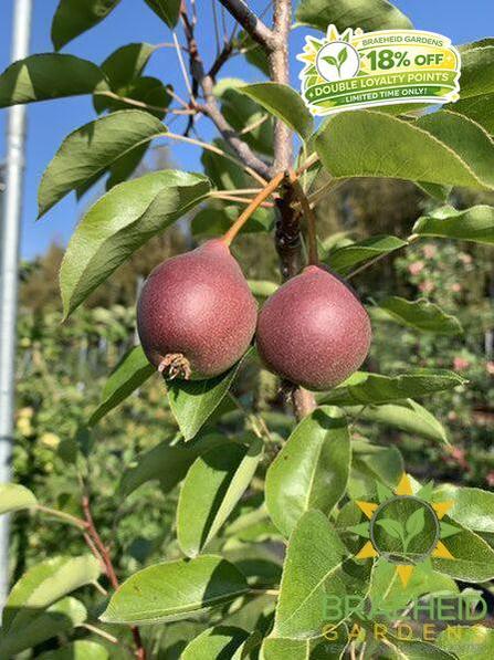 Summercrisp Pear