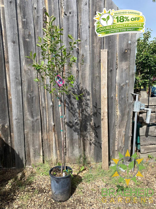 Romeo Cherry Tree- Tree for sale, Grown in Grande Prairie -Braeheid Gardens Ltd. on Emerson Trail