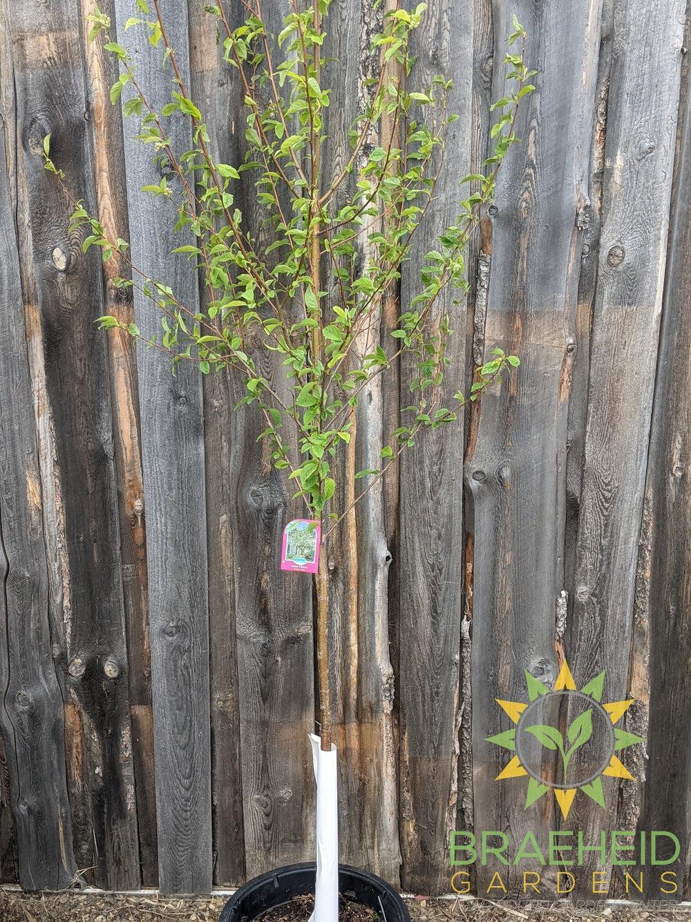 Amur Cherry Tree- Tree for sale, Grown in Grande Prairie -Braeheid Gardens Ltd. on Emerson Trail