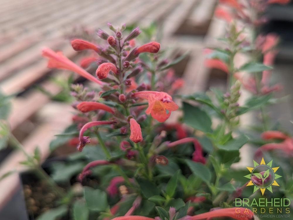 Agastache 'Kudos™ Coral' - NO SHIP -