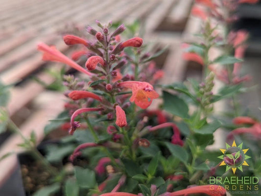 Agastache 'Kudos™ Coral' - NO SHIP -