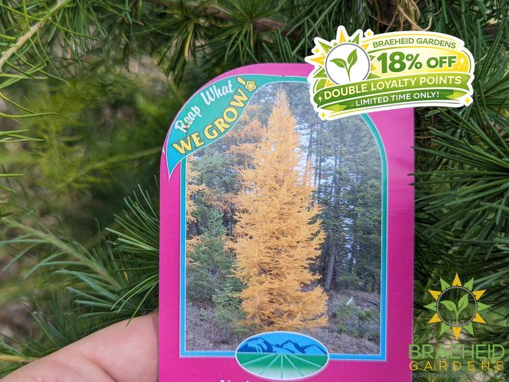 Native Larch- Tree for sale, Grown in Grande Prairie -Braeheid Gardens Ltd. on Emerson Trail