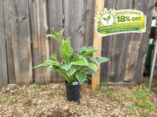 Hosta Francee -NO SHIP -