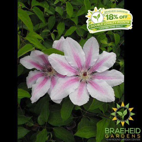 Nelly Moser Clematis