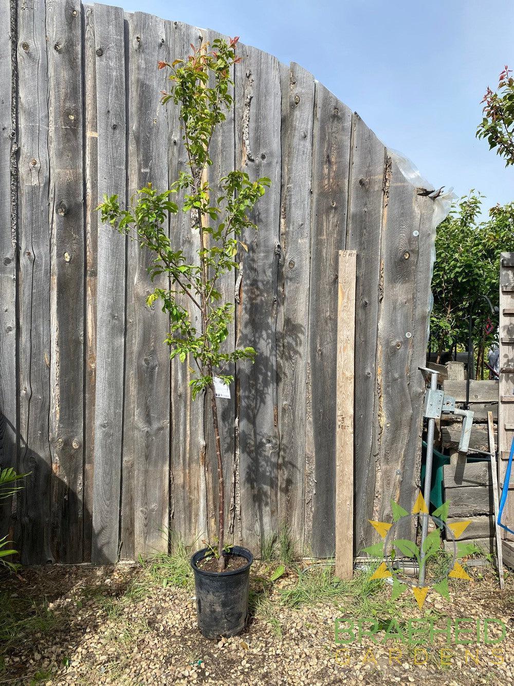 Queen of Hearts Plum- Tree for sale, Grown in Grande Prairie -Braeheid Gardens Ltd. on Emerson Trail