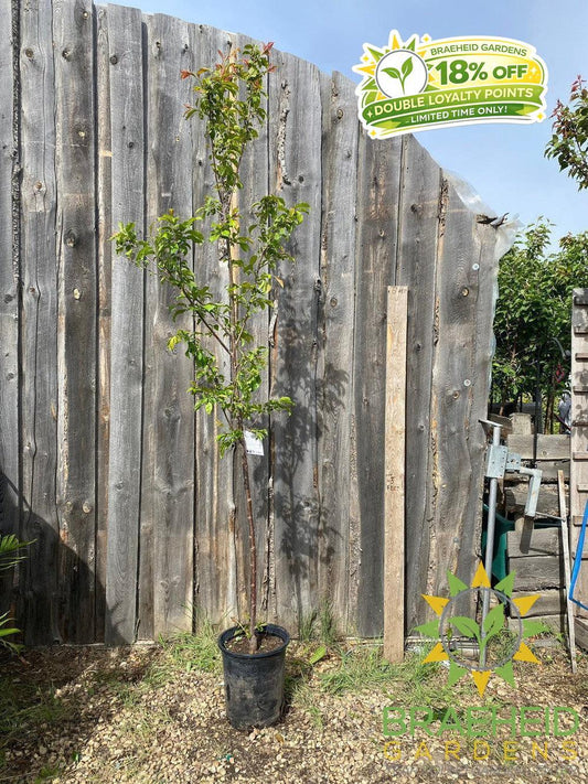 Queen of Hearts Plum- Tree for sale, Grown in Grande Prairie -Braeheid Gardens Ltd. on Emerson Trail