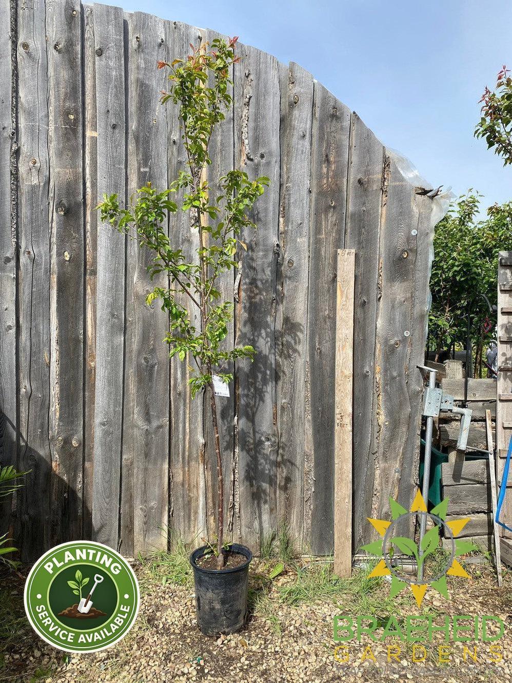 Queen of Hearts Plum- Tree for sale, Grown in Grande Prairie -Braeheid Gardens Ltd. on Emerson Trail