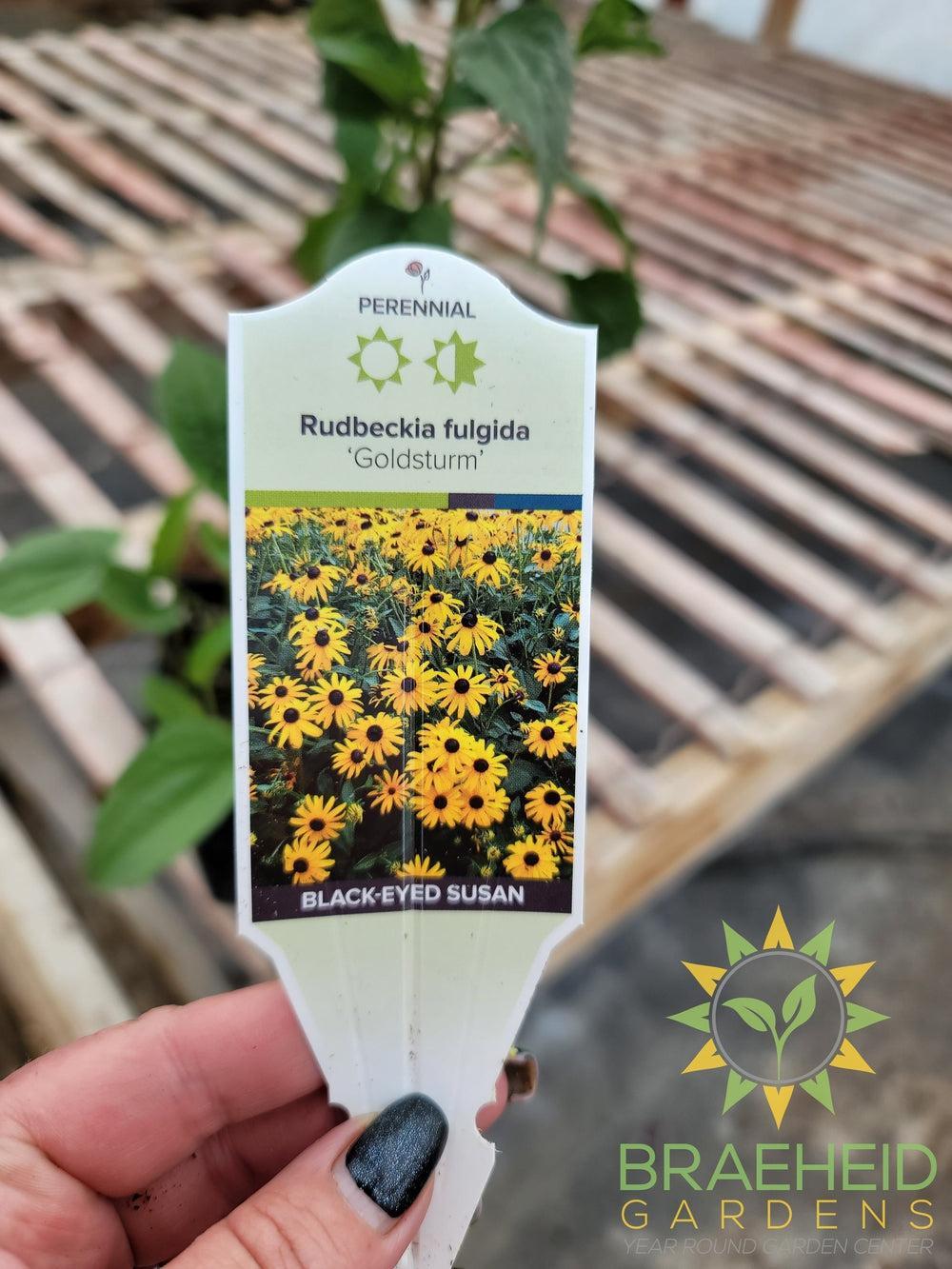 Rudbeckia 'Goldsturm' - NO SHIP -