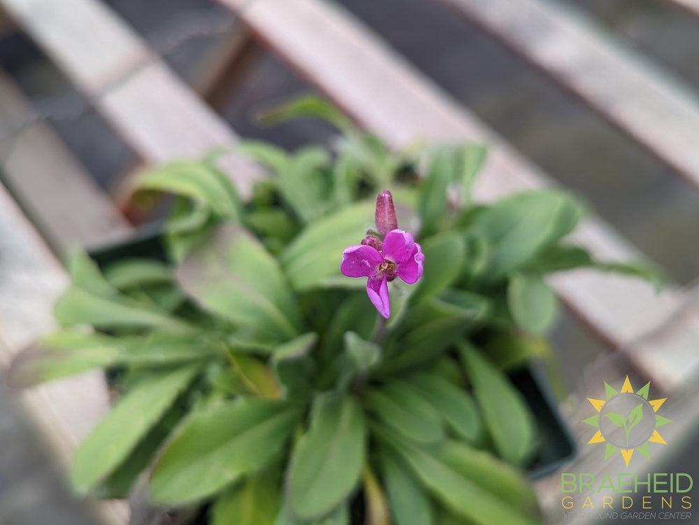 Rock Cress 'Barranca™ Deep Rose' - NO SHIP -