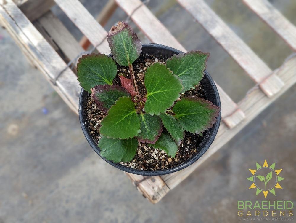 Nova Flame Mukgenia
