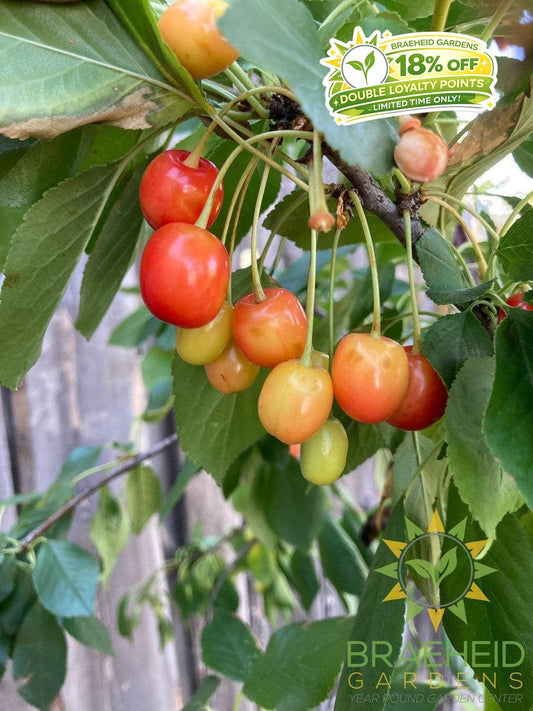 Evans Sour Cherry Tree- Tree for sale, Grown in Grande Prairie -Braeheid Gardens Ltd. on Emerson Trail