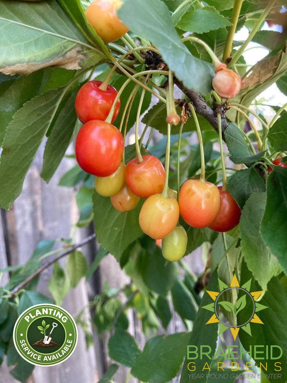 Evans Sour Cherry Tree- Tree for sale, Grown in Grande Prairie -Braeheid Gardens Ltd. on Emerson Trail