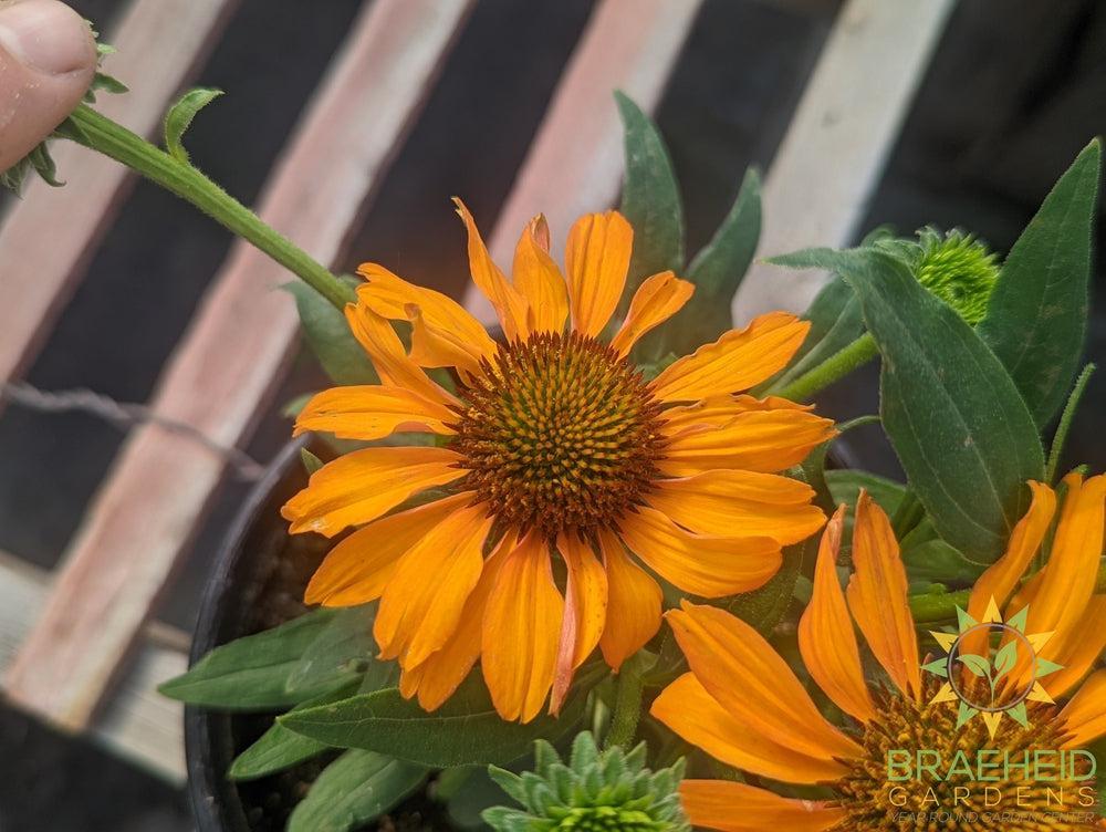Echinacea 'Prima Saffron' - NO SHIP -