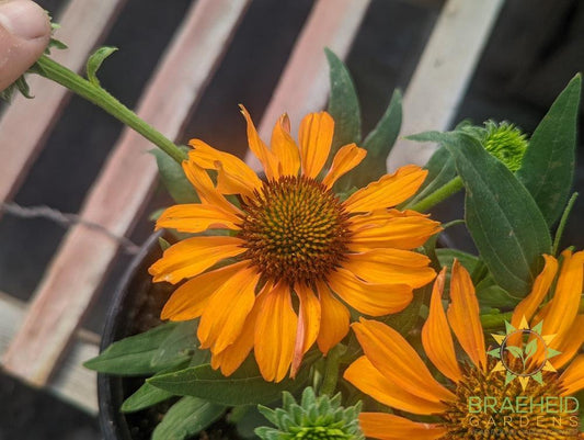 Echinacea 'Prima Saffron' - NO SHIP -