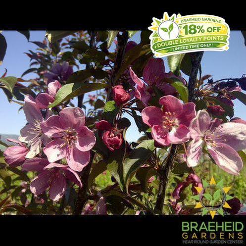 Gladiator® Rosybloom Crabapple- Tree for sale, Grown in Grande Prairie -Braeheid Gardens Ltd. on Emerson Trail