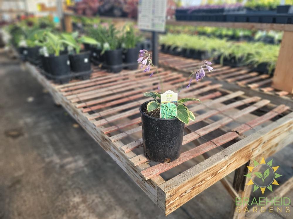Hosta 'Bedazzled' - NO SHIP -