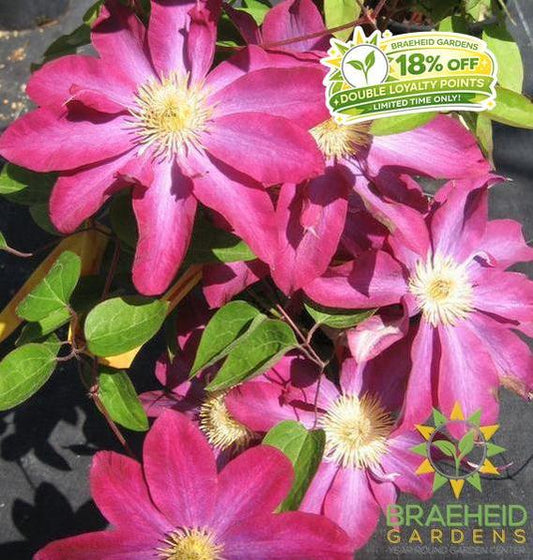 Pink Champagne Clematis