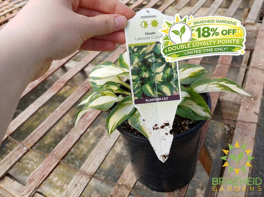 Hosta 'Lakeside Cupcake' -NO SHIP -