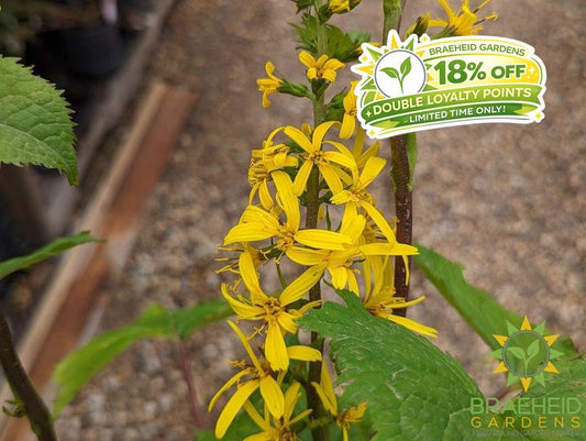 Ligularia The Rocket - NO SHIP -
