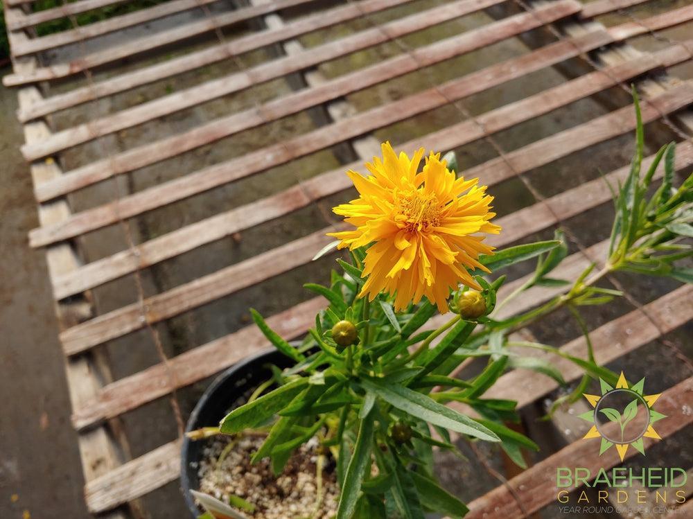 Coreopsis grandiflora 'Double the Sun' -NO SHIP-
