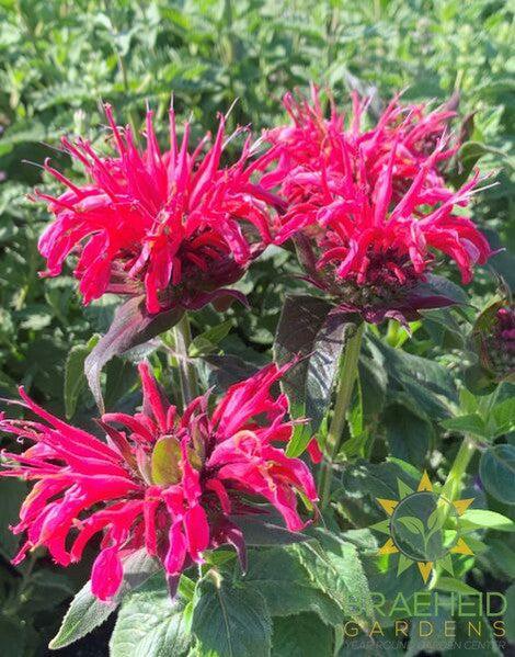 Balmy Rose Bee Balm