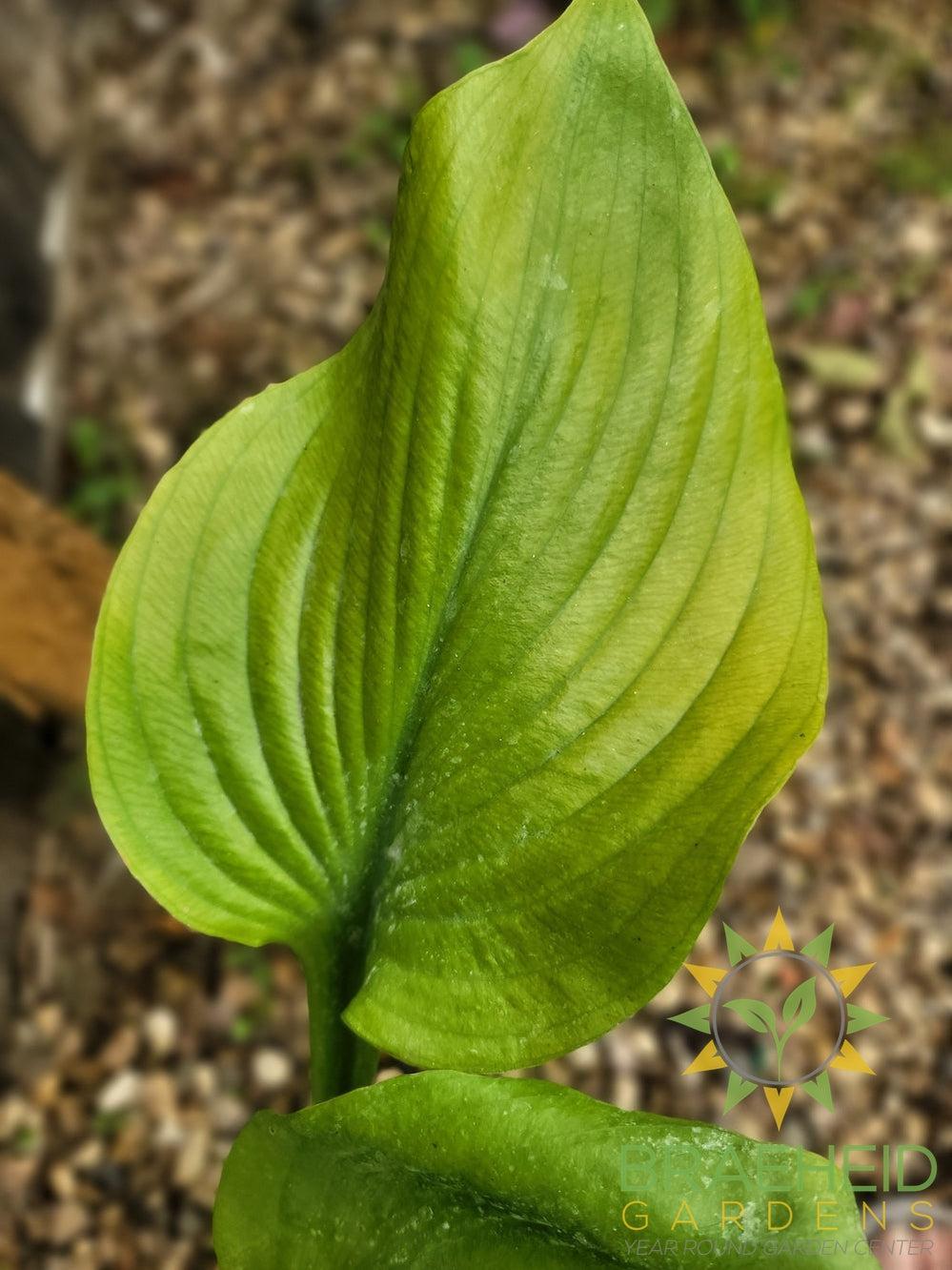 Sum and Substance Hosta - NO SHIP