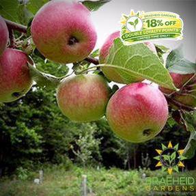 Collet Apple- Tree for sale, Grown in Grande Prairie -Braeheid Gardens Ltd. on Emerson Trail