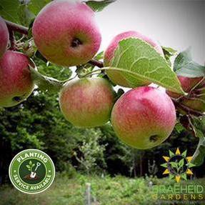 Collet Apple- Tree for sale, Grown in Grande Prairie -Braeheid Gardens Ltd. on Emerson Trail