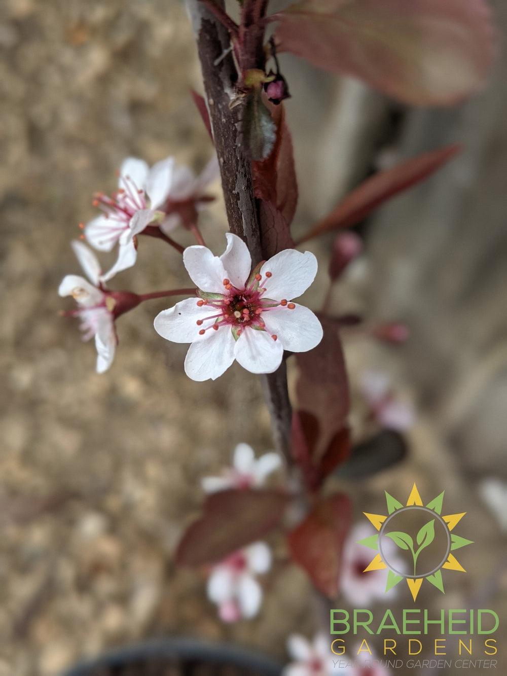 Purple Leaf Plum/Sand Cherry- Tree for sale, Grown in Grande Prairie -Braeheid Gardens Ltd. on Emerson Trail