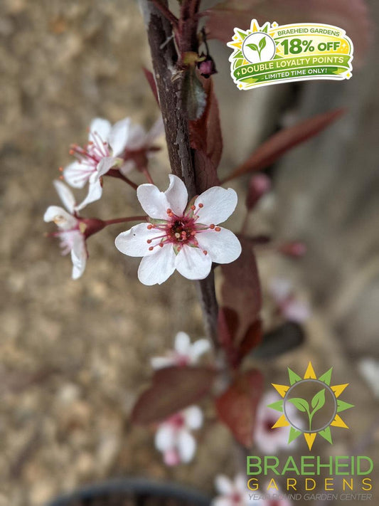 Purple Leaf Plum/Sand Cherry- Tree for sale, Grown in Grande Prairie -Braeheid Gardens Ltd. on Emerson Trail