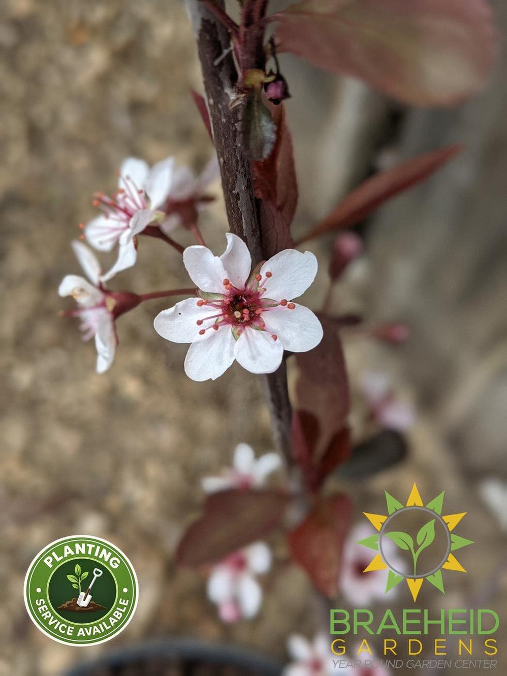 Purple Leaf Plum/Sand Cherry- Tree for sale, Grown in Grande Prairie -Braeheid Gardens Ltd. on Emerson Trail