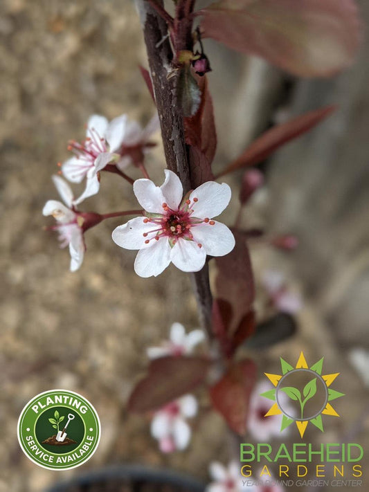 Purple Leaf Plum/Sand Cherry- Tree for sale, Grown in Grande Prairie -Braeheid Gardens Ltd. on Emerson Trail