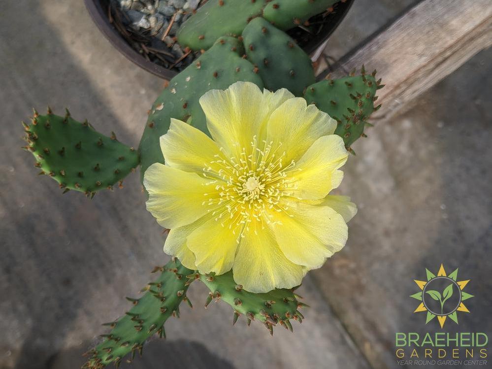Opuntia Humifusa - Cold Hardy