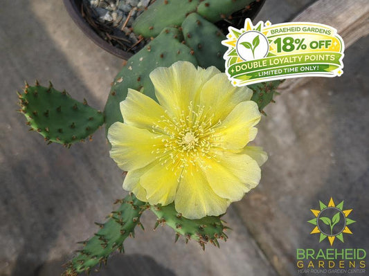 Opuntia Humifusa - Cold Hardy