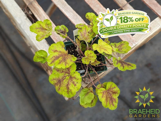 Heucherella Solar Eclipse - NO SHIP -