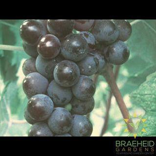 Buy Valiant Grape an Vine in Grande Prairie Alberta - Braeheid Gardens Ltd.