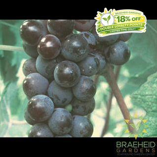 Buy Valiant Grape an Vine in Grande Prairie Alberta - Braeheid Gardens Ltd.